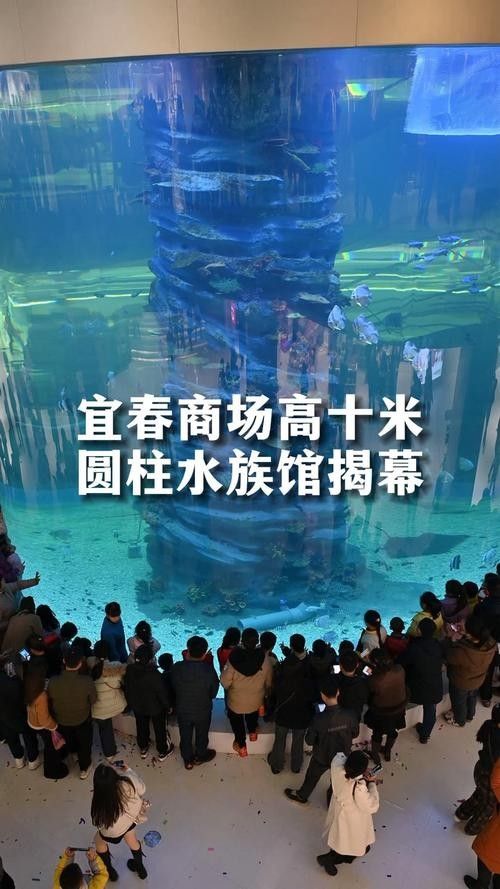 宜春開水族店怎么樣？加盟祥龍魚場賣龍魚市場怎樣？