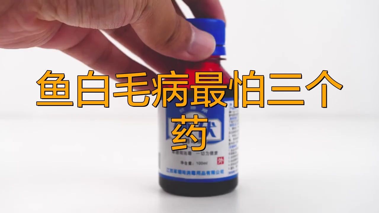 龍魚真菌病最怕三個(gè)藥是什么 龍魚真菌病最怕三個(gè)藥是什么 龍魚百科 第1張