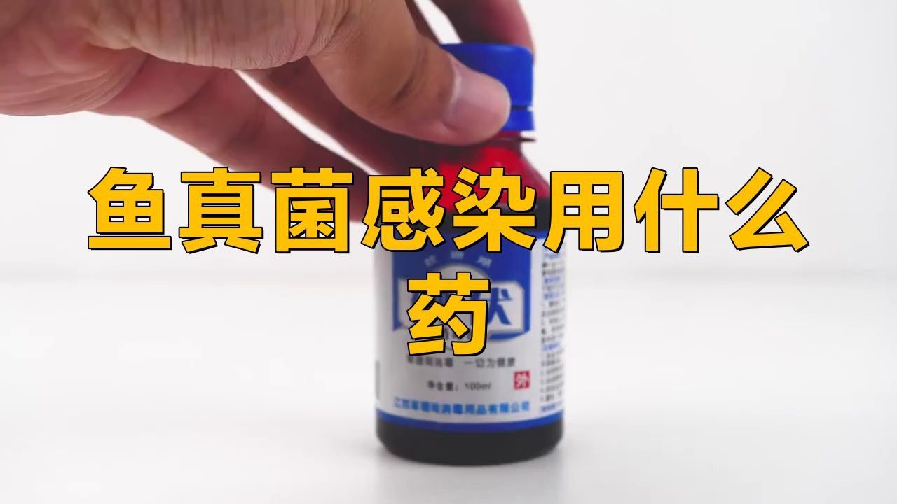 龍魚真菌病最怕三個(gè)藥是什么 龍魚真菌病最怕三個(gè)藥是什么 龍魚百科 第3張