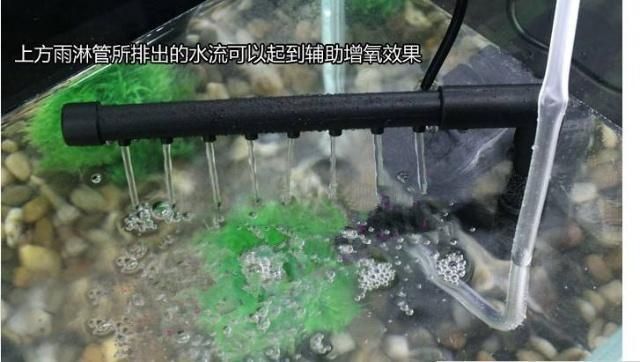 魚缸的水有點(diǎn)渾有影響么（如何快速凈化魚缸水質(zhì)？魚缸水渾濁的常見原因有哪些？） 魚缸的水有點(diǎn)渾有影響么（如何快速凈化魚缸水質(zhì)？魚缸水渾濁的常見原因有哪些？） 龍魚百科 第3張