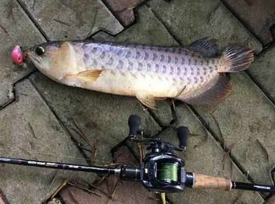 金龍魚水溫多少度合適釣魚：金龍魚水溫多少度合適釣魚金龍魚水溫多少度合適 金龍魚水溫多少度合適釣魚：金龍魚水溫多少度合適釣魚金龍魚水溫多少度合適 龍魚百科 第1張