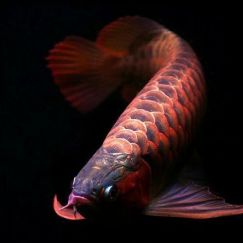 盤龍開水族店怎么樣？加盟祥龍魚場(chǎng)賣龍魚市場(chǎng)怎樣？ 盤龍開水族店怎么樣？加盟祥龍魚場(chǎng)賣龍魚市場(chǎng)怎樣？ 水族館百科（水族館加盟） 第2張