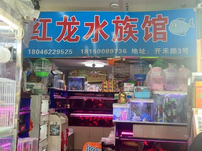 黔江開水族店怎么樣？加盟祥龍魚場賣龍魚市場怎樣？ 黔江開水族店怎么樣？加盟祥龍魚場賣龍魚市場怎樣？ 水族館百科（水族館加盟） 第1張