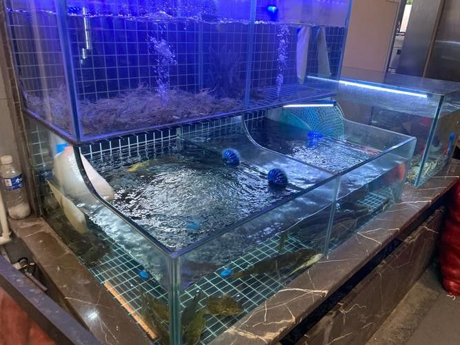 館陶開水族店怎么樣？加盟祥龍魚場賣龍魚市場怎樣？