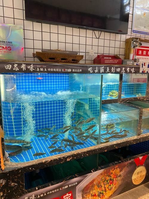洋浦開(kāi)水族店怎么樣？加盟祥龍魚(yú)場(chǎng)賣(mài)龍魚(yú)市場(chǎng)怎樣？