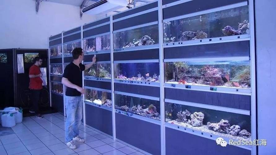 法庫開水族店怎么樣？加盟祥龍魚場賣龍魚市場怎樣？ 法庫開水族店怎么樣？加盟祥龍魚場賣龍魚市場怎樣？ 水族館百科（水族館加盟） 第5張