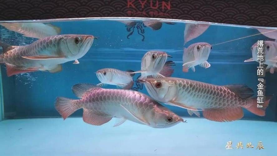 岑鞏開水族店怎么樣？加盟祥龍魚場賣龍魚市場怎樣？