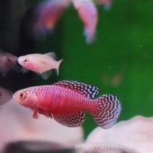 通遼開水族店怎么樣？加盟祥龍魚場賣龍魚市場怎樣？ 通遼開水族店怎么樣？加盟祥龍魚場賣龍魚市場怎樣？ 水族館百科（水族館加盟） 第10張