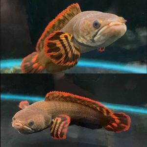雷龍魚市場價格多少（雷龍魚市場價格）