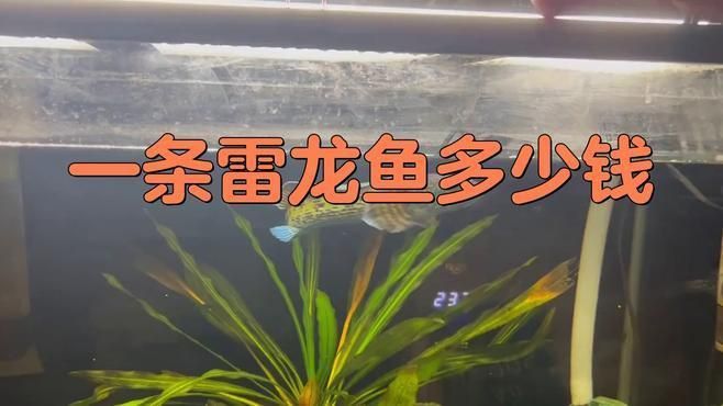 十大最好看的雷龍魚價格如何？