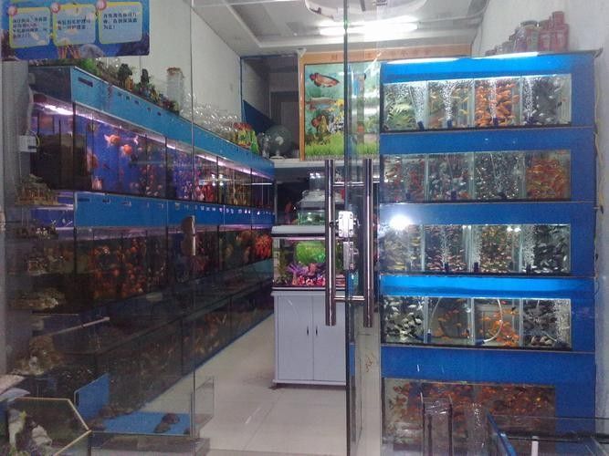 丹棱開水族店怎么樣？加盟祥龍魚場賣龍魚市場怎樣？