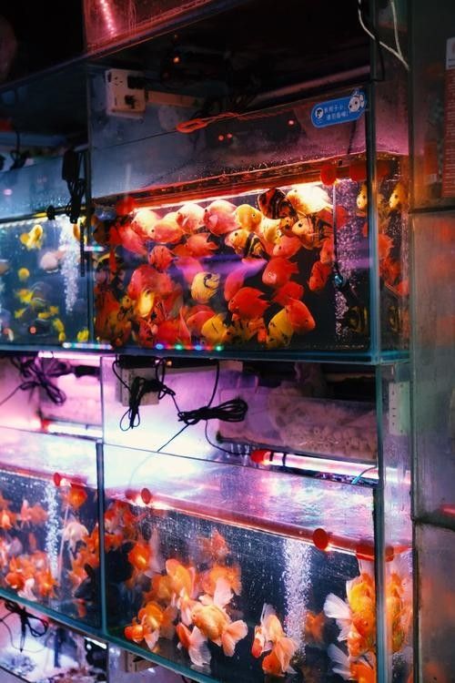 松原開(kāi)水族店怎么樣？加盟祥龍魚(yú)場(chǎng)賣龍魚(yú)市場(chǎng)怎樣？