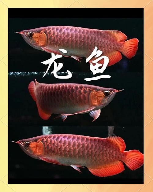 磐安開水族店怎么樣？加盟祥龍魚場賣龍魚市場怎樣？