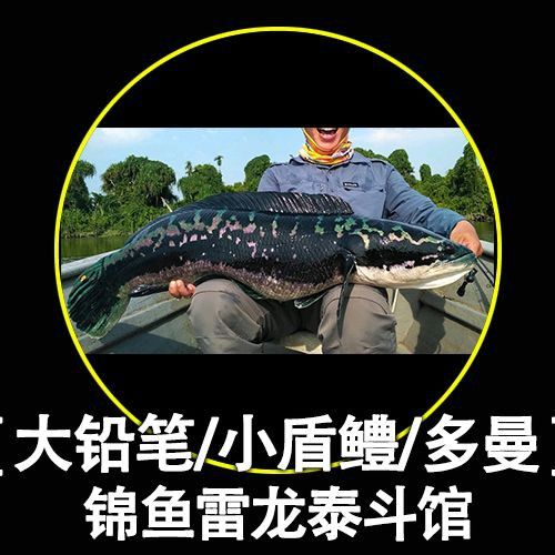 白金夢幻雷龍魚