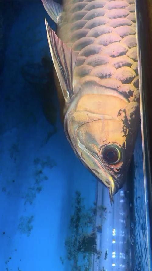 白金夢幻雷龍魚