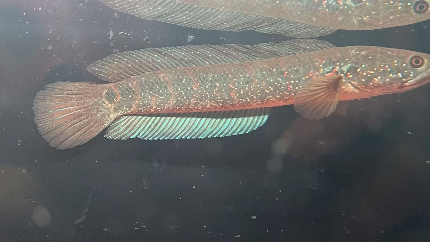 白金夢幻雷龍魚