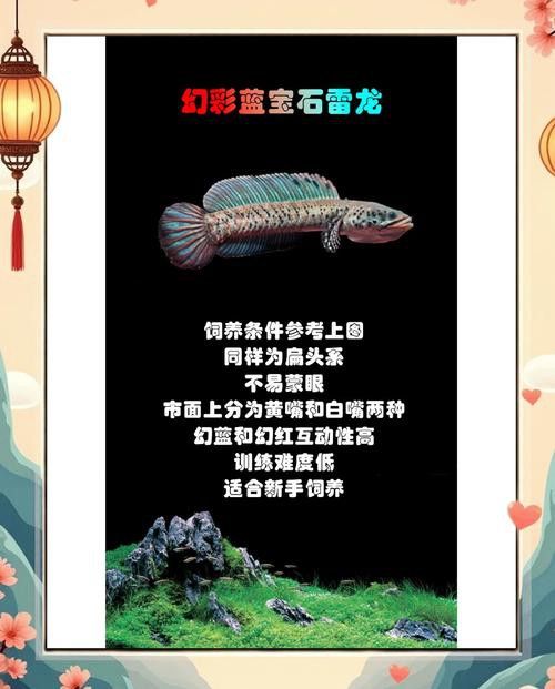 白金夢幻雷龍魚
