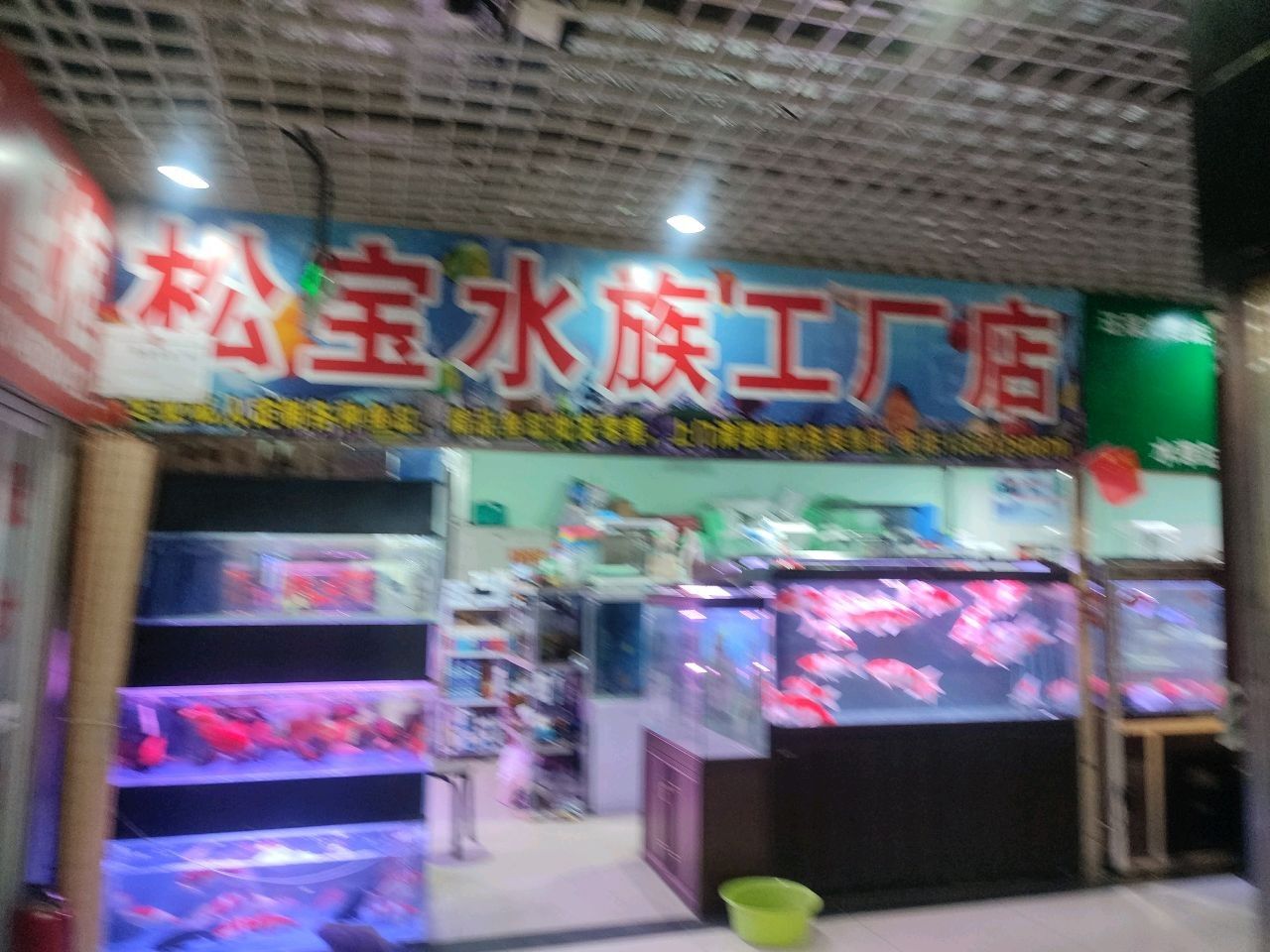 昌平開水族店怎么樣？加盟祥龍魚場賣龍魚市場怎樣？