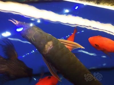 金龍魚晚上撞缸怎么回事：金龍魚撞缸怎么回事 金龍魚晚上撞缸怎么回事：金龍魚撞缸怎么回事 龍魚百科 第2張