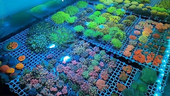 涼城開水族店怎么樣？加盟祥龍魚場(chǎng)賣龍魚市場(chǎng)怎樣？