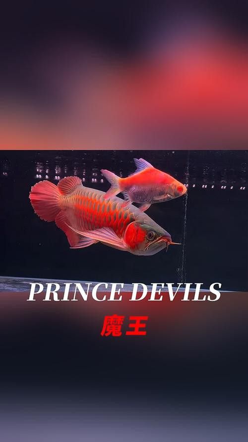 紅龍魚的種類和圖片