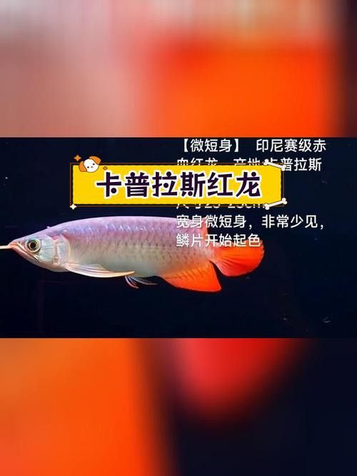紅龍魚的種類和圖片