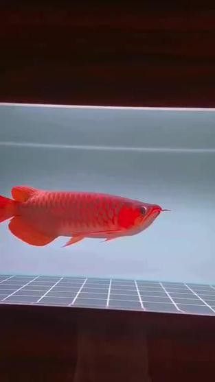 紅龍魚的種類和圖片