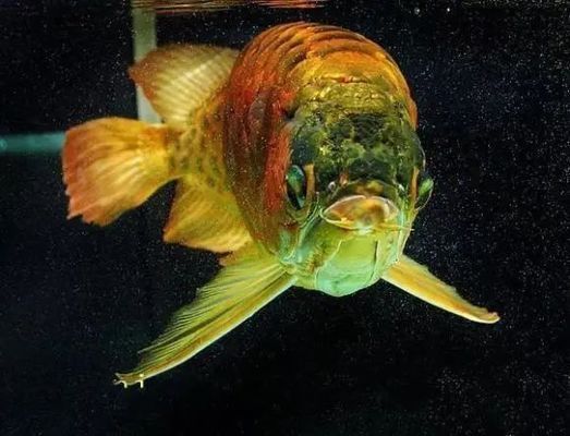 新龍魚(yú)到家后，有時(shí)會(huì)出現(xiàn)趴缸的現(xiàn)象，可能是多種原因引起的：新龍魚(yú)到家后出現(xiàn)趴缸現(xiàn)象怎么辦
