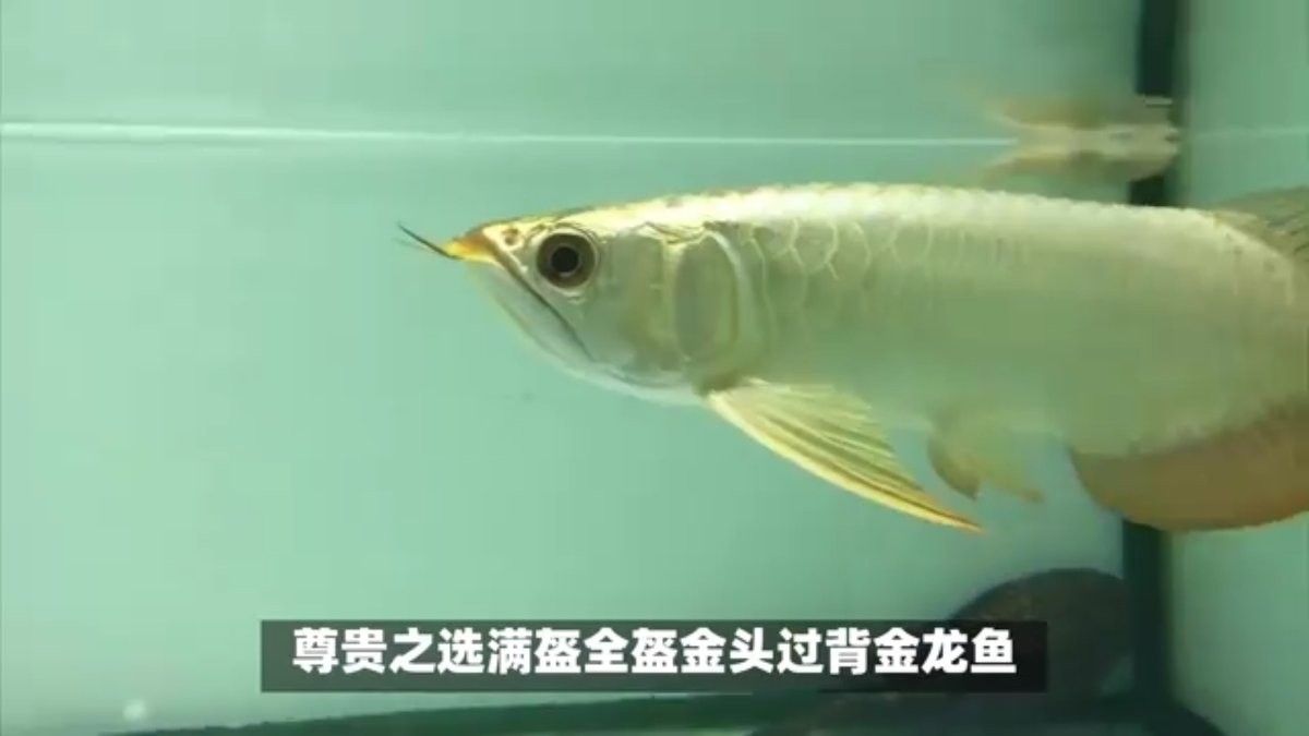 萬盛開水族店怎么樣？加盟祥龍魚場賣龍魚市場怎樣？