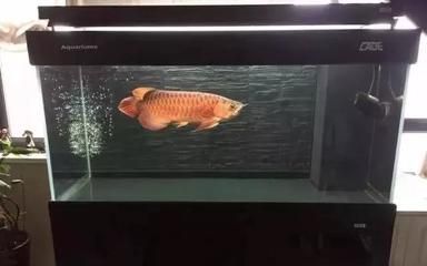 龍魚上下游速度快怎么回事（龍魚上下游速度快怎么回事龍魚上下游的一些常見原因）