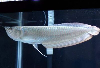 龍魚上下游速度快怎么回事（龍魚上下游速度快怎么回事龍魚上下游的一些常見原因）