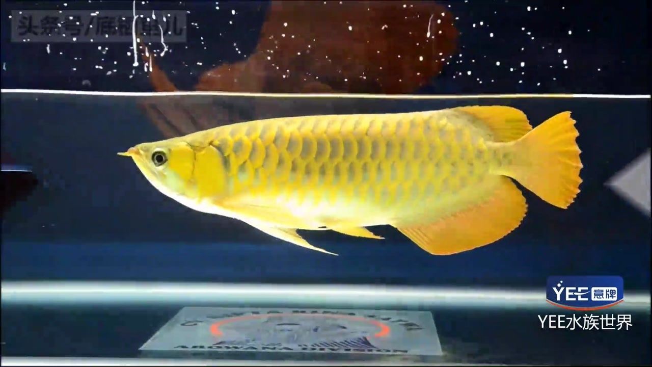 龍魚麻醉后如何快速恢復：如何快速恢復龍魚