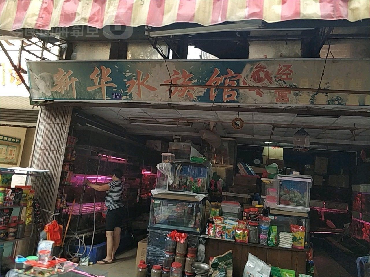 新華開水族店怎么樣？加盟祥龍魚場賣龍魚市場怎樣？