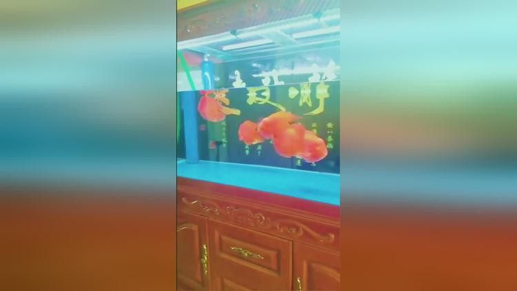 紅龍魚財神鸚鵡魚混養視頻