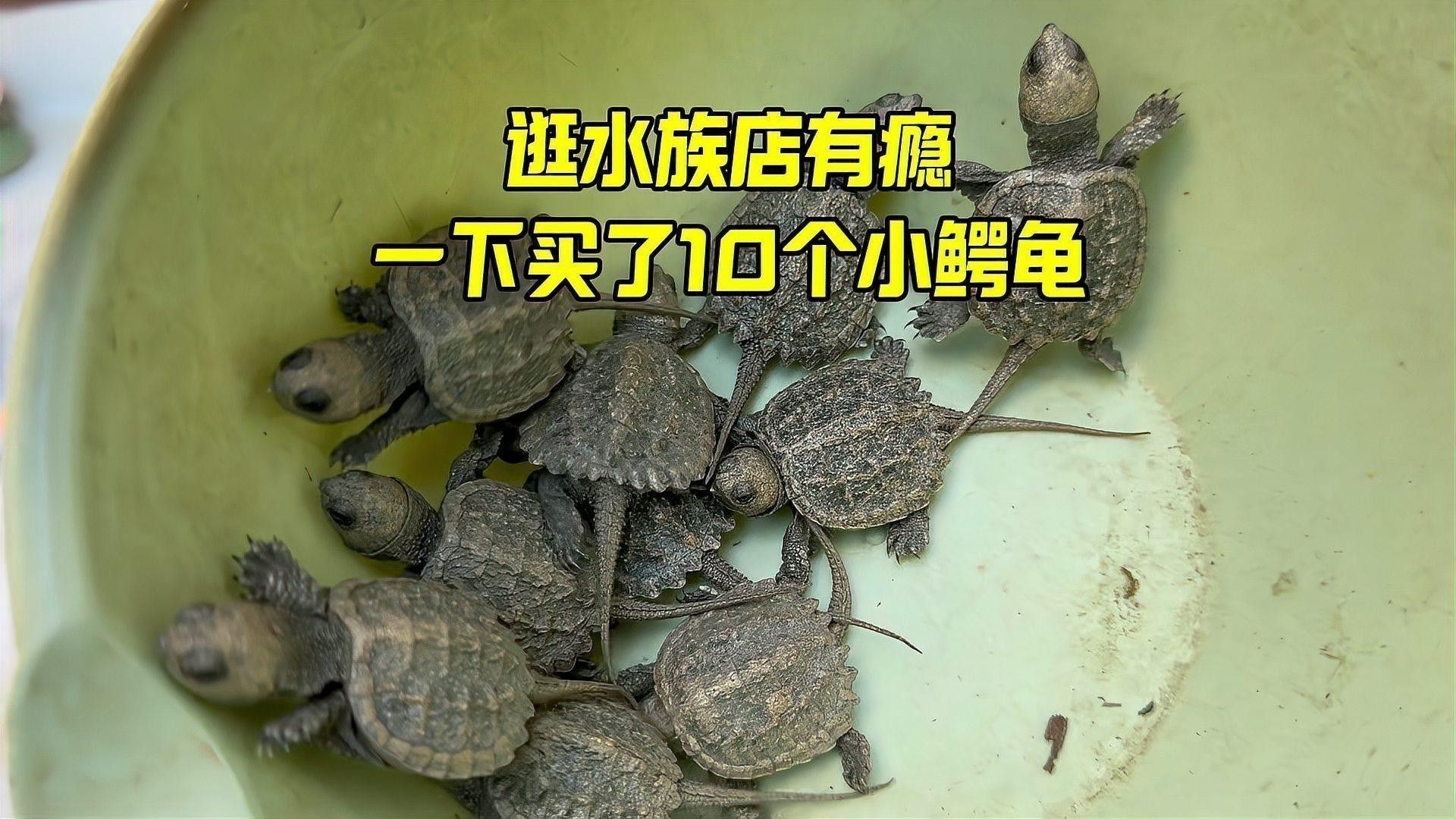 滄源開水族店怎么樣？加盟祥龍魚場賣龍魚市場怎樣？