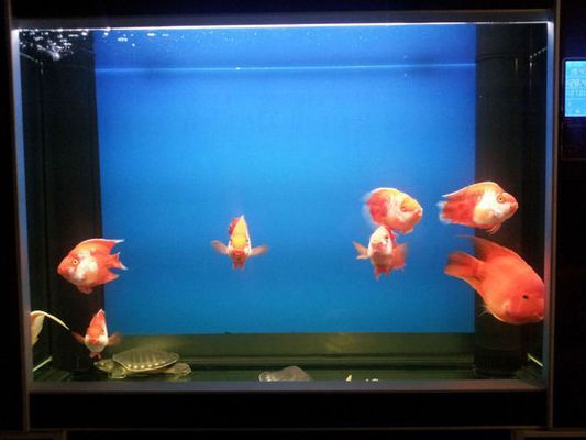紅財神魚可以和紅龍魚混養嗎：紅財神魚可以與紅龍魚混養嗎？