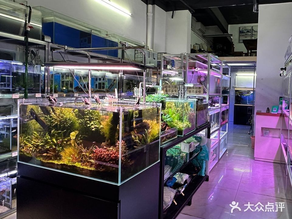 海南州開水族店怎么樣？加盟祥龍魚場賣龍魚市場怎樣？ 海南州開水族店怎么樣？加盟祥龍魚場賣龍魚市場怎樣？ 水族館百科（水族館加盟） 第2張