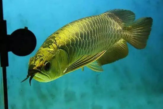 龍魚缸配什么魚好養活：幾種適合與龍魚混養的魚類