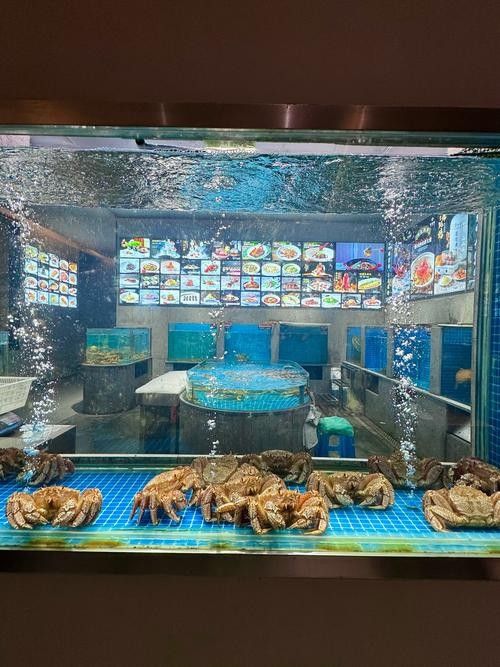 寧海開水族店怎么樣？加盟祥龍魚場賣龍魚市場怎樣？