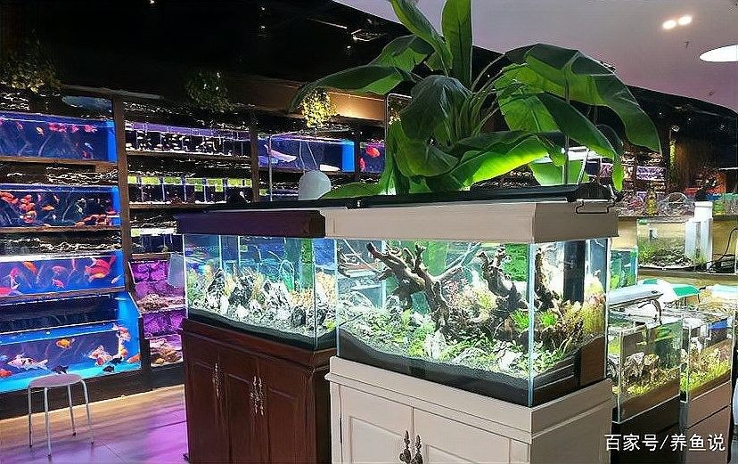 通渭開水族店怎么樣？加盟祥龍魚場賣龍魚市場怎樣？