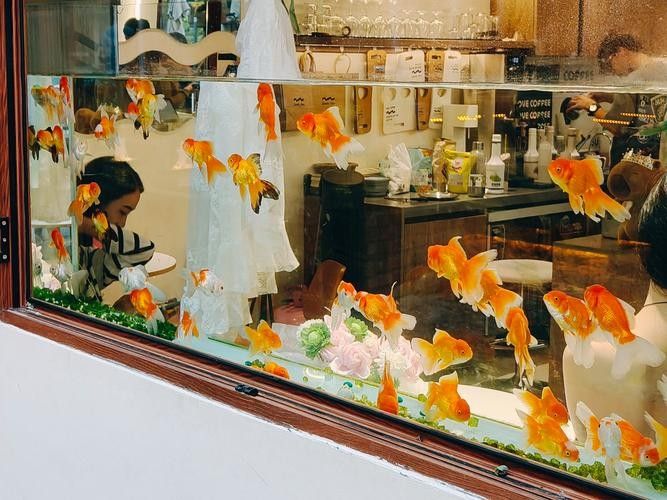 塔什庫爾干開水族店怎么樣？加盟祥龍魚場賣龍魚市場怎樣？