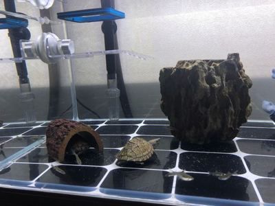 龍魚缸多久換一次水：養魚的朋友都知道龍魚缸換水的標準:龍魚缸換水頻率