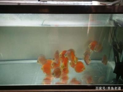 一米的魚缸一般做多高的魚（一米魚缸高度對觀賞效果的影響如何選擇適合的過濾系統魚缸黃金比例的實際應用）
