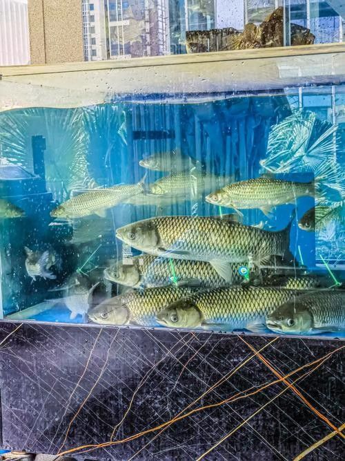 高郵開(kāi)水族店怎么樣？加盟祥龍魚場(chǎng)賣龍魚市場(chǎng)怎樣？