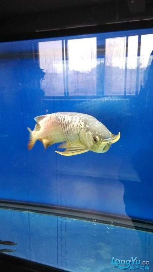 龍魚大便是什么樣子圖