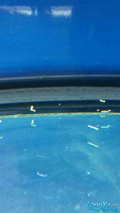 龍魚大便是什么樣子圖