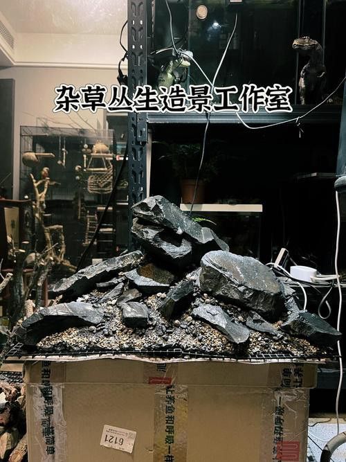 薩伊藍(lán)六間混養(yǎng)的最佳伙伴有哪些？