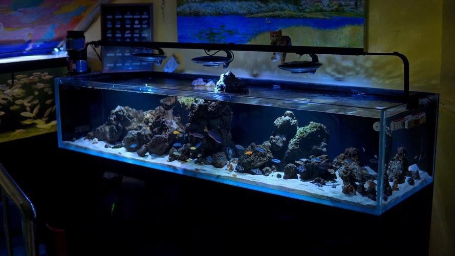 薩伊藍(lán)六間混養(yǎng)的最佳伙伴有哪些？