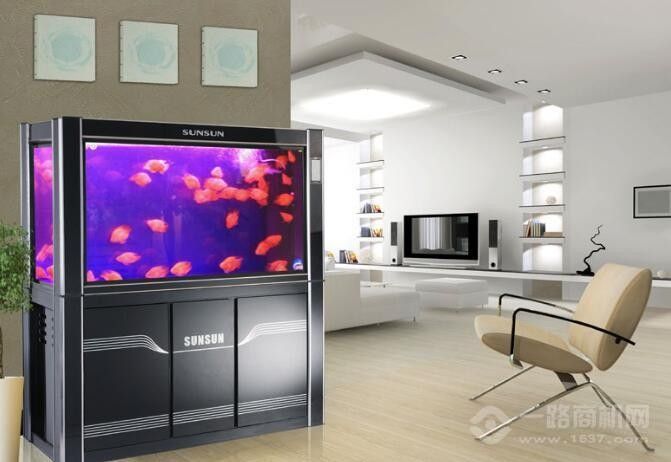 溫州開水族店怎么樣？加盟祥龍魚場賣龍魚市場怎樣？