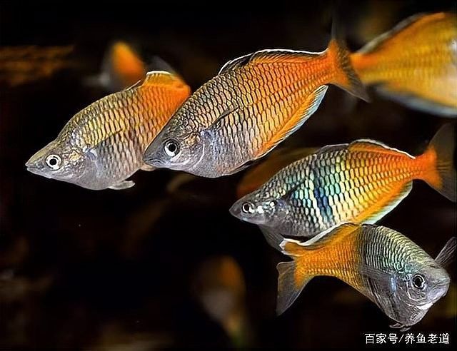 龍魚(yú)藥浴期間需要喂食嗎？ 龍魚(yú)藥浴期間需要喂食嗎？ 龍魚(yú)百科 第3張